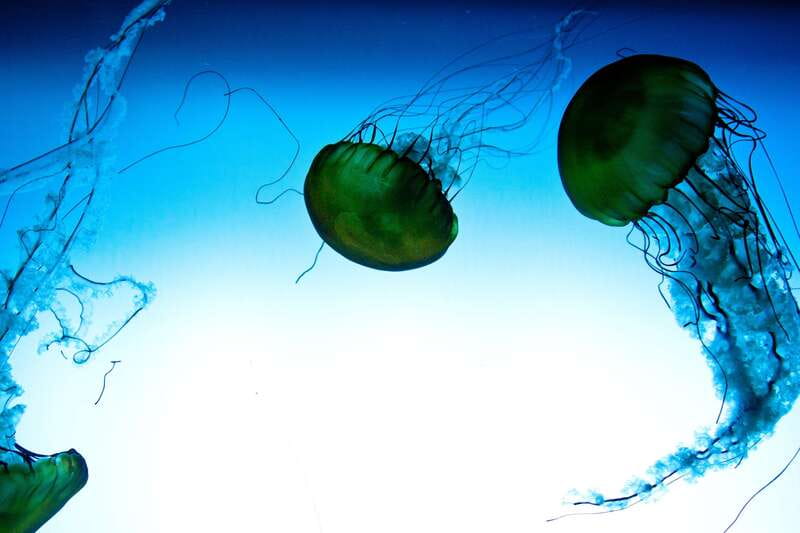 Quebec: Aquarium du Quebec Entry Ticket - Starting at the indoor marine exhibits