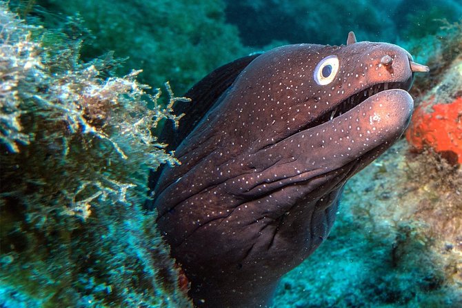 RECREATIONAL DIVE (certified divers only) : Explore Canarian Sealife - Key points to know before you book