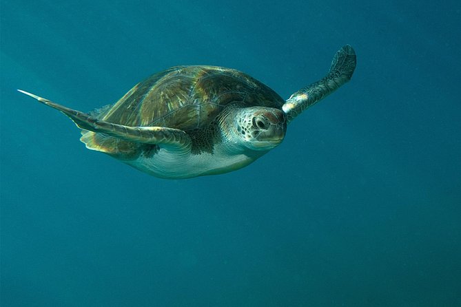 RECREATIONAL DIVE (certified divers only) : Explore Canarian Sealife - Why this Tenerife outing works for certified beginners and experts