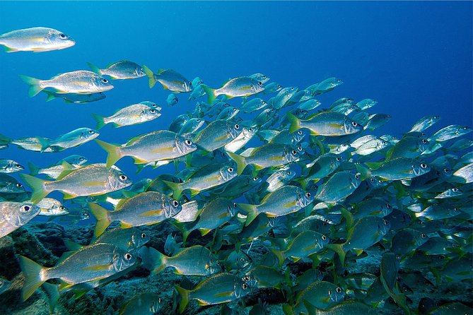 RECREATIONAL DIVE (certified divers only) : Explore Canarian Sealife - A short boat ride to Tenerife’s underwater sites