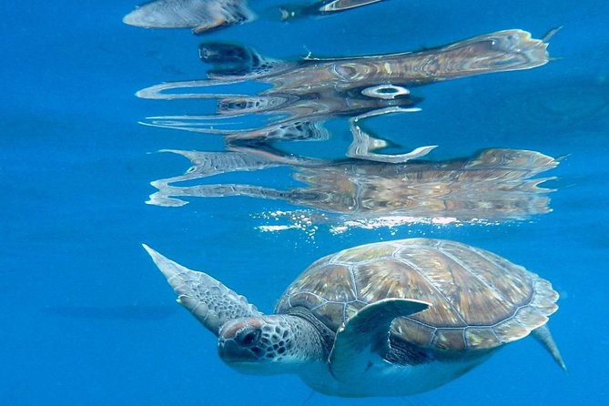 RECREATIONAL DIVE (certified divers only) : Explore Canarian Sealife - Two separate underwater sessions, not one rushed visit