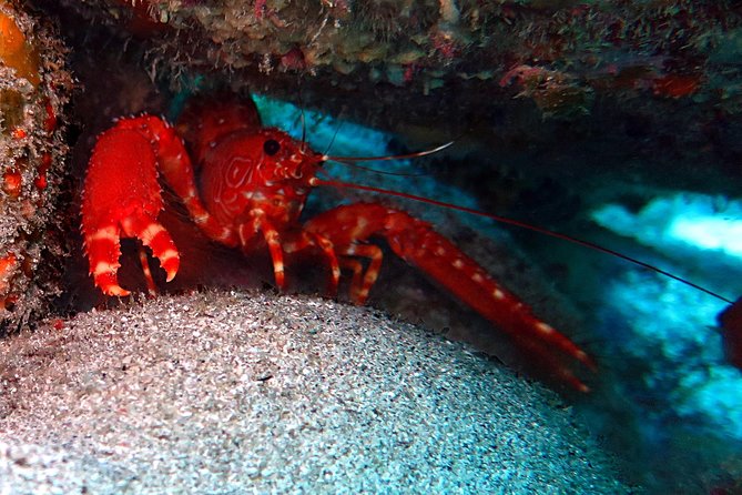 RECREATIONAL DIVE (certified divers only) : Explore Canarian Sealife - Small groups make the biggest practical difference
