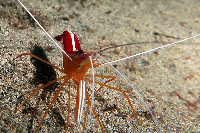 RECREATIONAL DIVE (certified divers only) : Explore Canarian Sealife - Is the $114.93 price good value?