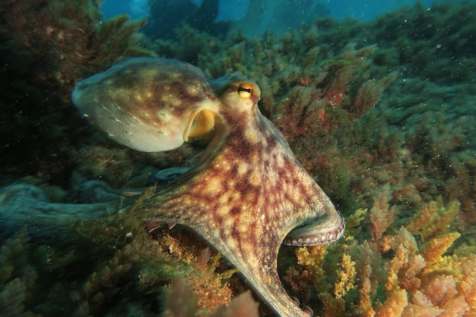 RECREATIONAL DIVE (certified divers only) : Explore Canarian Sealife - Who should book this activity