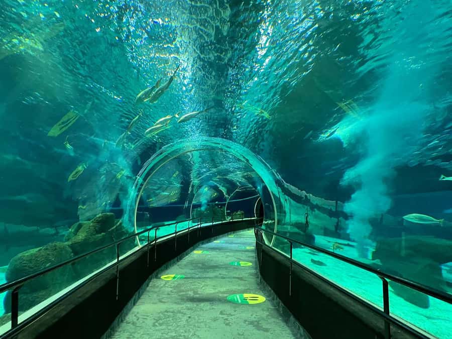 Rio de Janeiro: Marine Aquarium Entry Tickets - Key points to know before visiting AquaRio