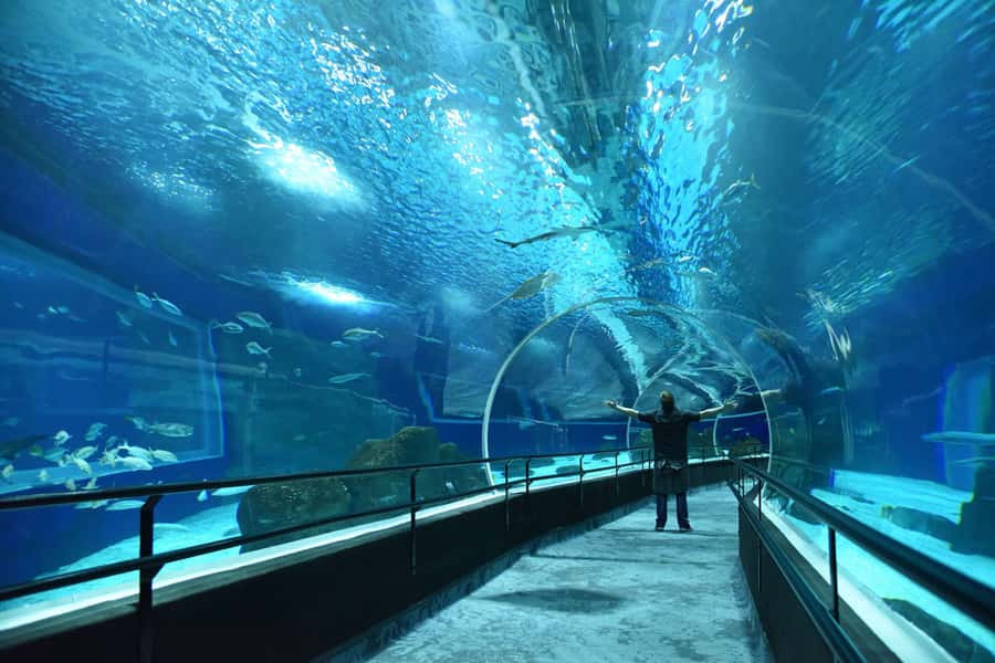 Rio de Janeiro: Marine Aquarium Entry Tickets - What the AquaRio ticket really gives you