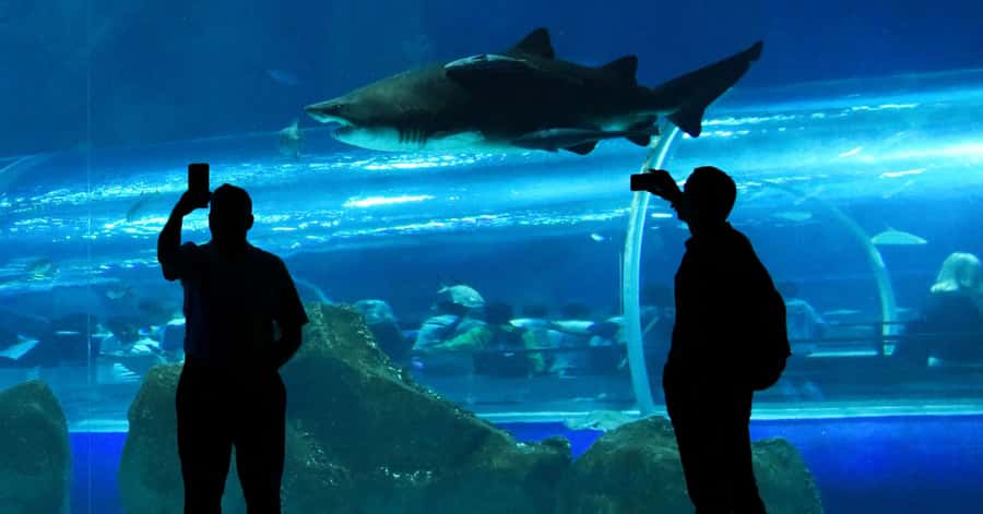 Rio de Janeiro: Marine Aquarium Entry Tickets - Why Boulevard Olímpico adds value