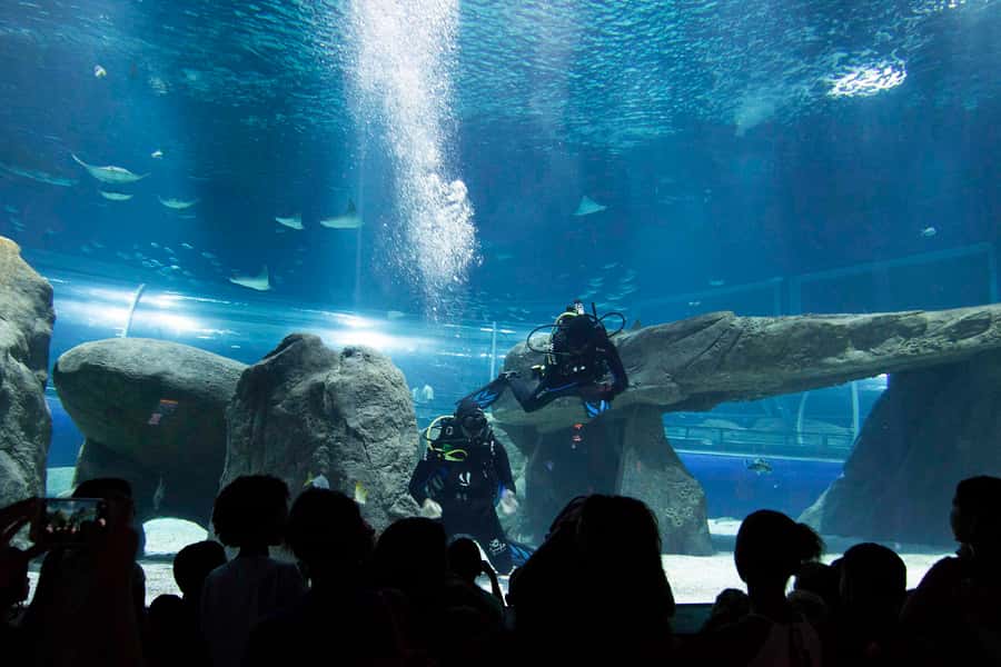 Rio de Janeiro: Marine Aquarium Entry Tickets - Inside a 26,000-square-meter marine attraction