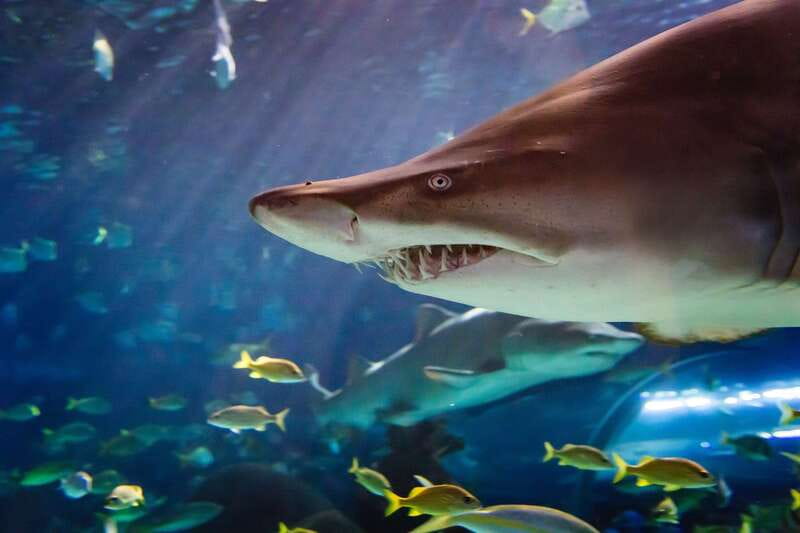 Ripley's Aquarium: Sharks After Dark Entry (After 5PM) - Why evening entry works so well in downtown Toronto
