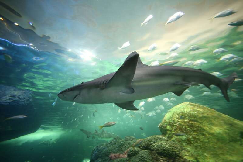 Ripley's Aquarium: Sharks After Dark Entry (After 5PM) - The shark tunnel is the main event