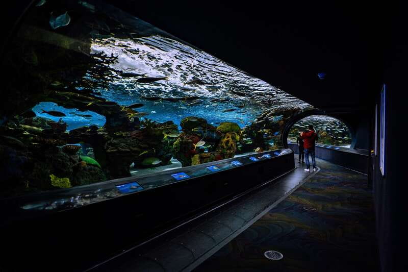 Ripley's Aquarium: Sharks After Dark Entry (After 5PM) - Is $33 good value for two hours?