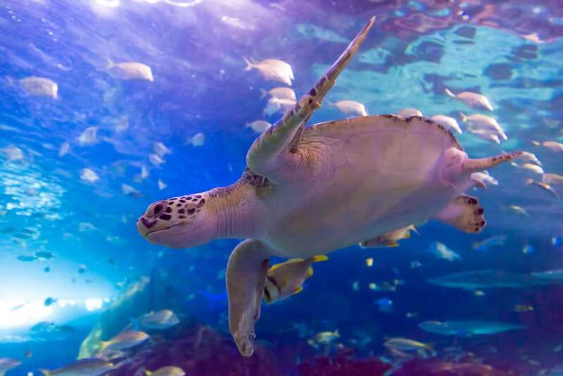 Ripley's Aquarium: Sharks After Dark Entry (After 5PM) - Who should book Sharks After Dark?