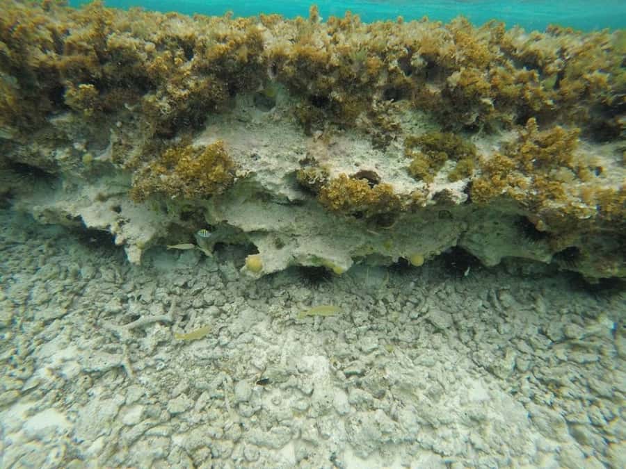 San Andres: Transfer by Boat + Natural Aquarium - Why the reef restriction matters