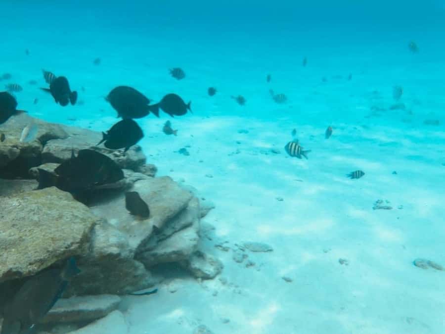 San Andres: Transfer by Boat + Natural Aquarium - Practical advice for a smoother day