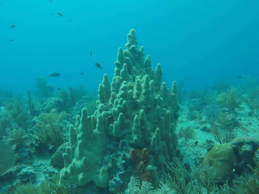 San Andres: Transfer by Boat + Natural Aquarium - Starting at Muelle de la Policía or Muelle Portofino