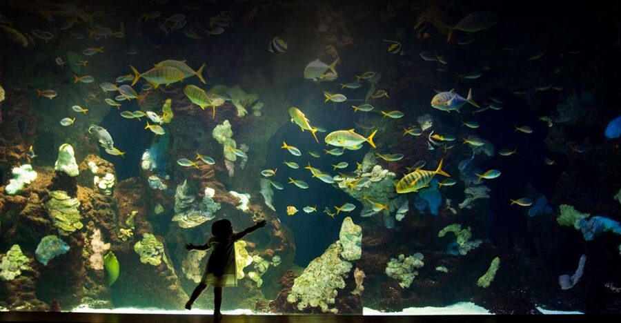San Sebastian walking tour and aquarium - The harbor and San Sebastián Aquarium