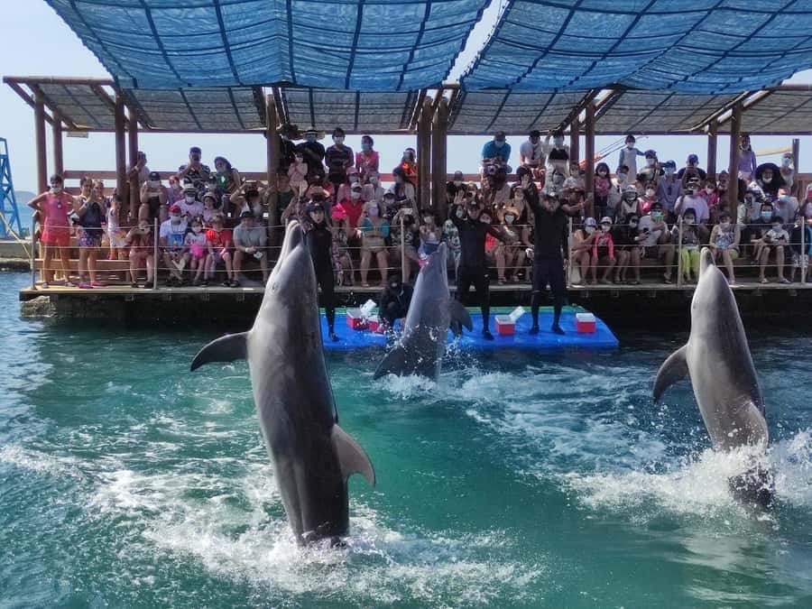 SANTAMARTA: TOUR Combo boat taxi, aquarium, lunch, and white sand beach - Starting at Puente Turístico El Rodadero