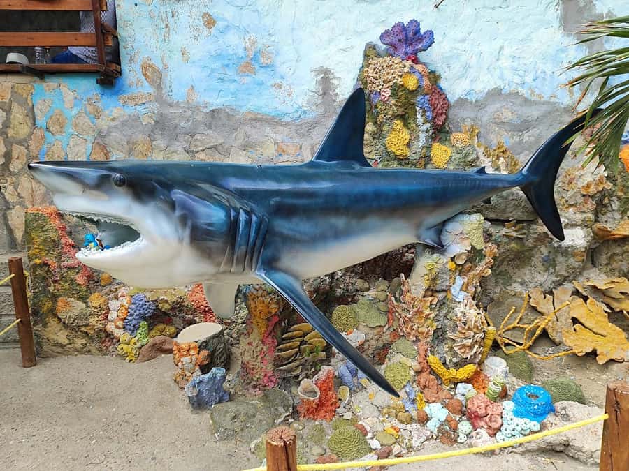 SANTAMARTA: TOUR Combo boat taxi, aquarium, lunch, and white sand beach - Who will get the most from this $75 outing?