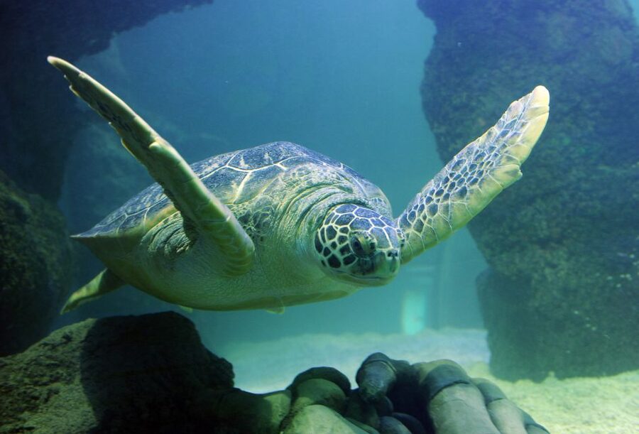 Scheveningen, The Hague: Sea Life Entry Ticket - Five things to know before you go