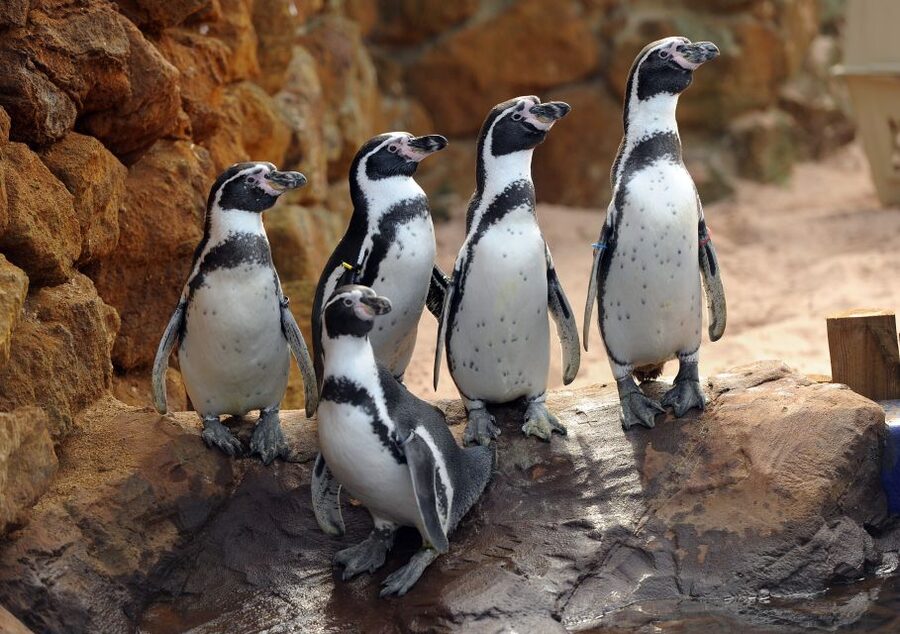 Scheveningen, The Hague: Sea Life Entry Ticket - How much value do you get for $24?