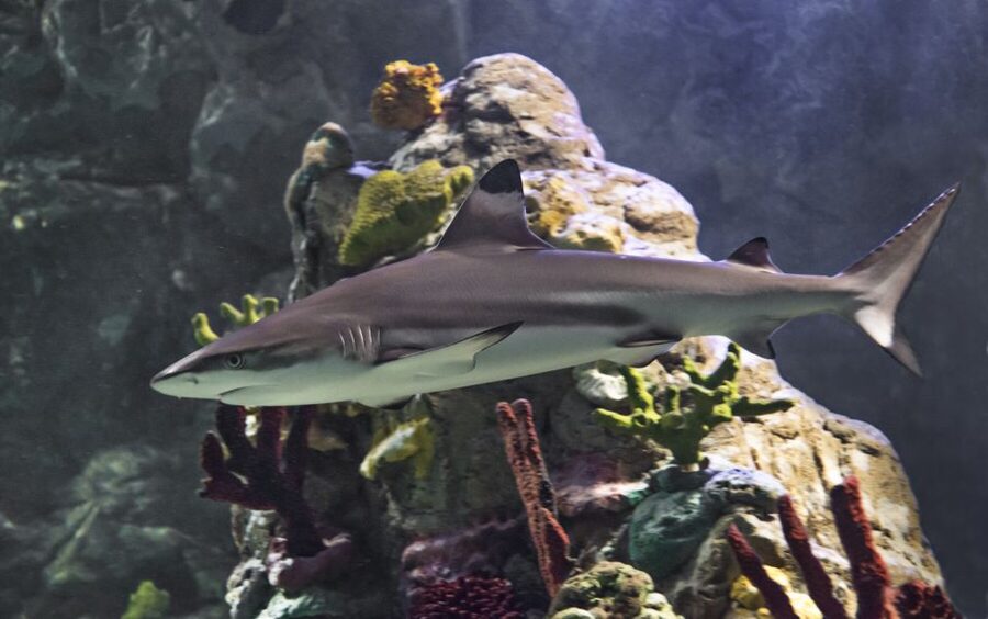 Scheveningen, The Hague: Sea Life Entry Ticket - The underwater tunnel is the main event