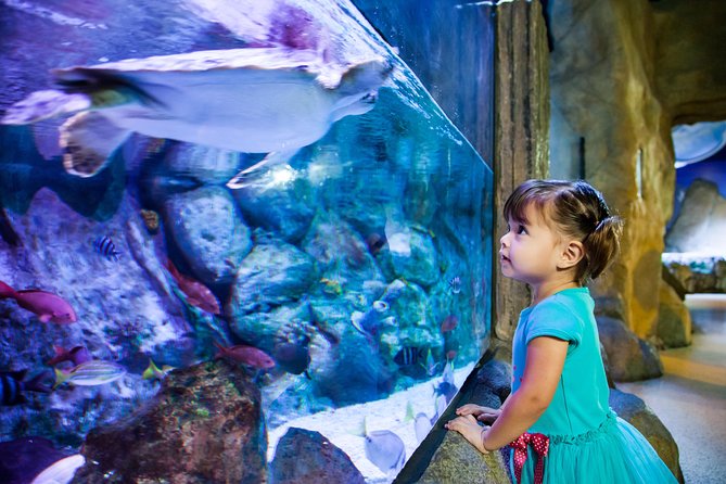SEA LIFE Aquarium Arizona Admission Ticket - Rock Pool Exploring for Young Children
