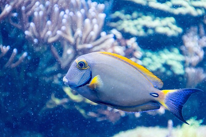 SEA LIFE Aquarium Grapevine Admission Ticket - Who will enjoy SEA LIFE Grapevine most?