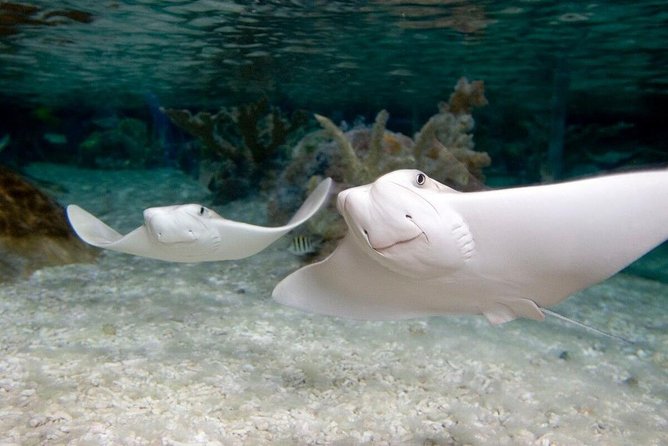 SEA LIFE Aquarium Grapevine Admission Ticket - The underwater tunnel is the main event