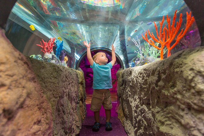 SEA LIFE Aquarium Minnesota Admission Ticket at Mall of America - Jellyfish, Turtles, and Smaller Displays