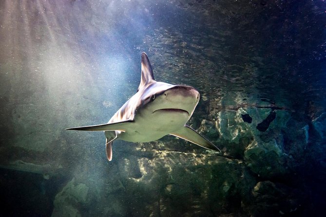 SEA LIFE Aquarium Minnesota Admission Ticket at Mall of America - Talks, Feedings, and Conservation Information