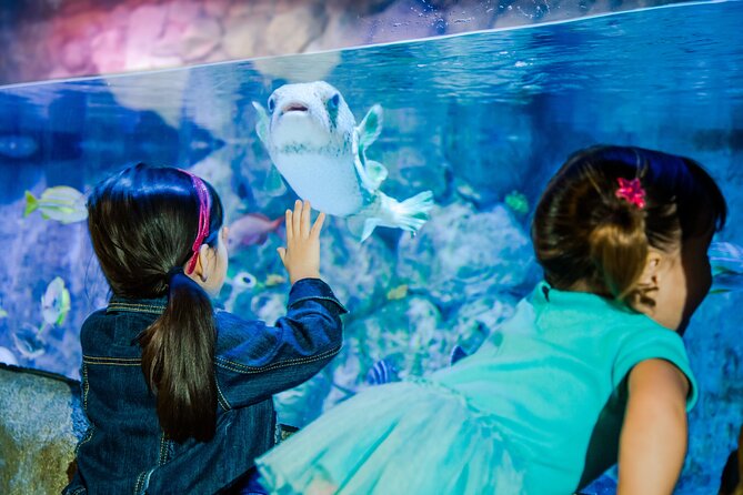 SEA LIFE Aquarium San Antonio Admission Ticket - The Touchpool Is Worth Slowing Down For
