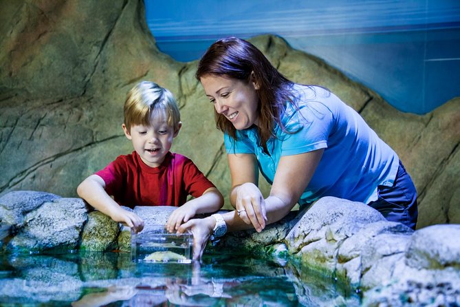 SEA LIFE Aquarium San Antonio Admission Ticket - Is the $20.58 Ticket Good Value?
