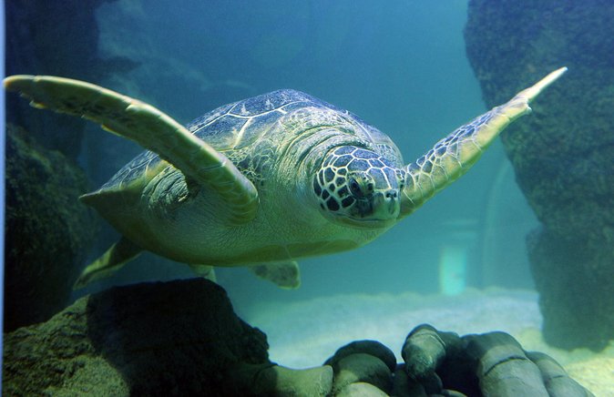 SEA LIFE Aquarium San Antonio Admission Ticket - Pairing SEA LIFE With LEGOLAND