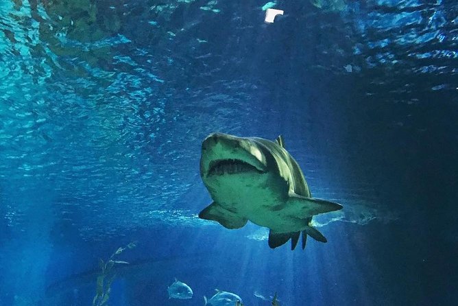 Sea Life Bangkok Ocean World Tickets - Seven zones, from open ocean to rainforest