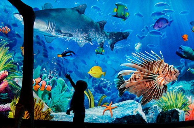 Sea Life Bangkok Ocean World Tickets - The best fit for families and mixed-age groups