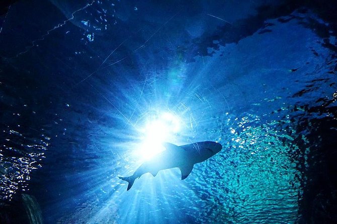 Sea Life Bangkok Ocean World Tickets - Entering Thailand’s largest aquarium
