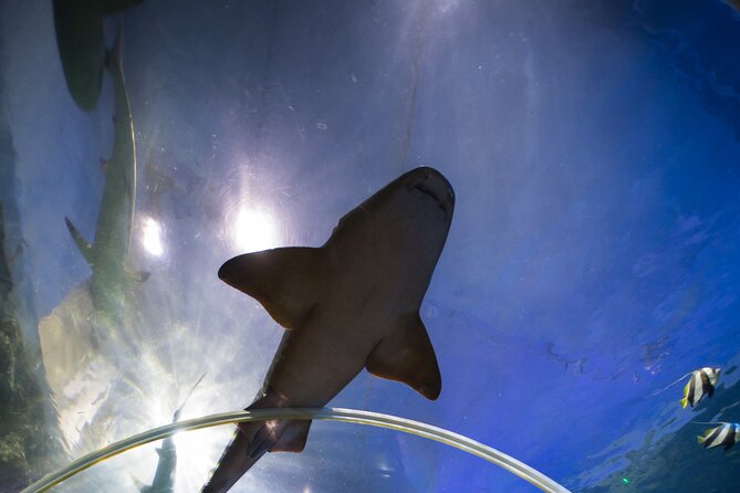 SEA LIFE Birmingham Admission Ticket - The 360° Ocean Tunnel is the visual high point