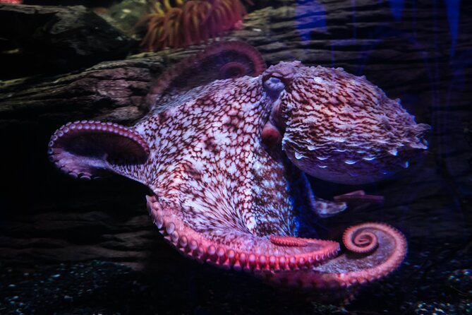 SEA LIFE Birmingham Admission Ticket - A compact route with a mixed pace