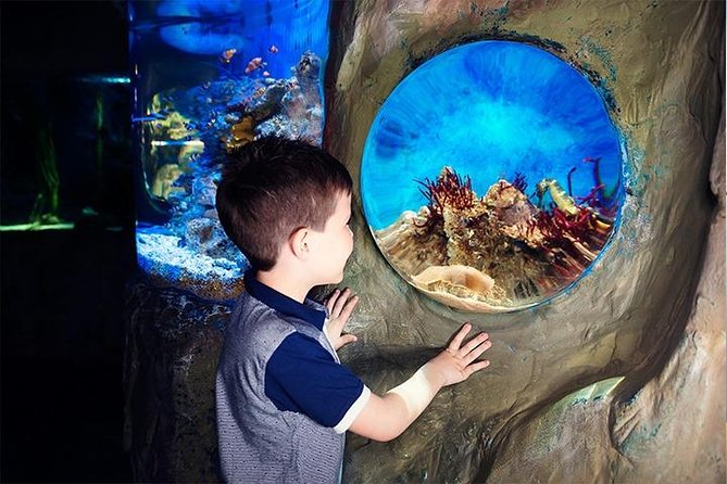 SEA LIFE Blackpool Admission Ticket - Stingrays and sharks in the tropical reef tunnel