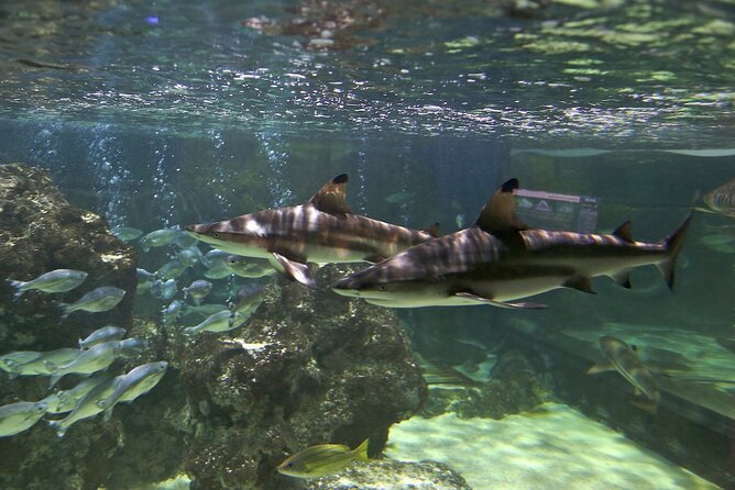 SEA LIFE Blackpool Admission Ticket - Seahorse Kingdom and the value of smaller creatures