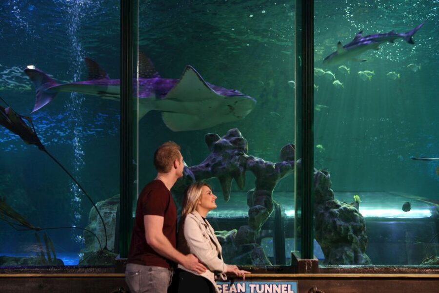 SEA LIFE Blackpool Entrance Ticket - The underwater tunnel and the shark encounter
