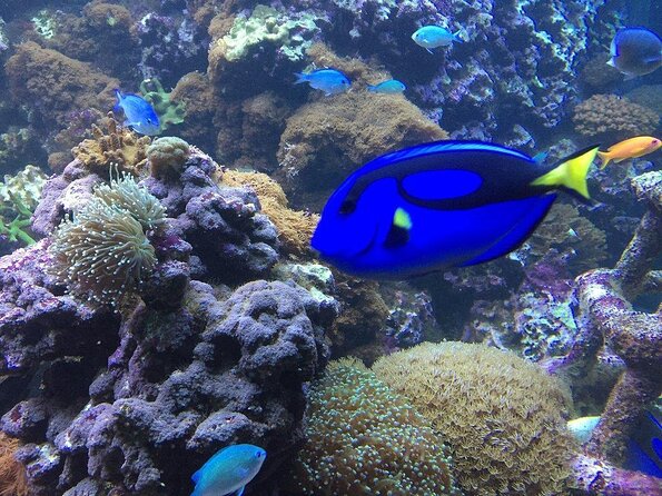 Sea Life Brighton Admission Ticket - Key things to know before you go
