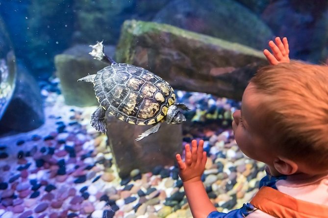 Sea Life Brighton Admission Ticket - What your visit to Sea Life Brighton feels like