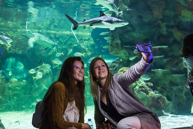 Sea Life Brighton Admission Ticket - The glass-bottom boat and green sea turtles