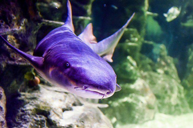 Sea Life Brighton Admission Ticket - Is the $21 price good value?