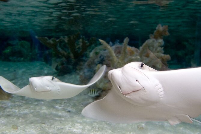 Sea Life Charlotte Concord Aquarium Admission Ticket - Is the $20.33 Admission Worth It?