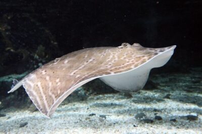 SEA LIFE Great Yarmouth