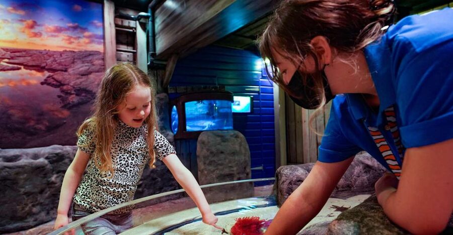 SEA LIFE Great Yarmouth - Meeting Ntombi and Masozi, the African Dwarf Crocodiles