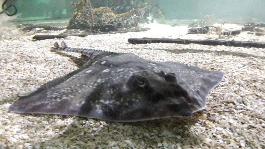 SEA LIFE Great Yarmouth - What the $26.94 ticket really offers