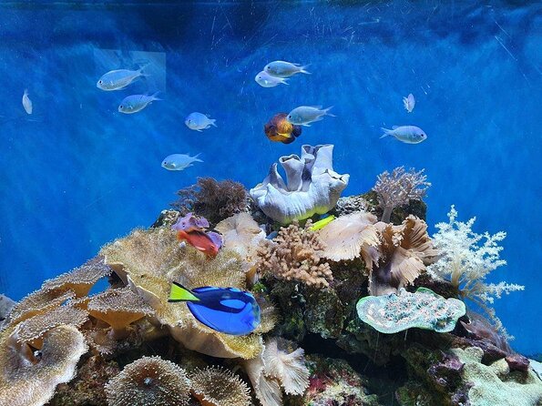 SEA LIFE Great Yarmouth General Admission - What Your Great Yarmouth Ticket Includes